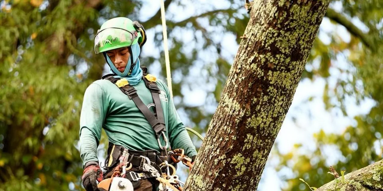 Elias Chavez Tree Service