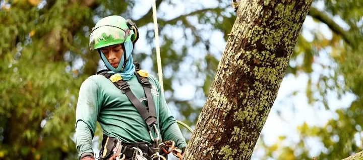 Elias Chavez Tree Service