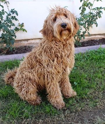 Top Choice Dog Training LLC