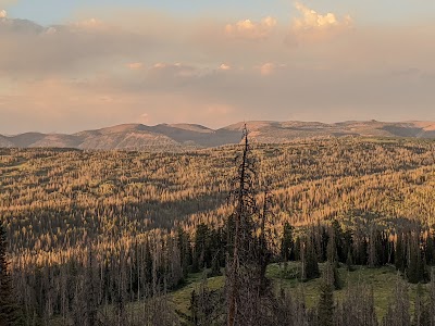 Ashley National Forest