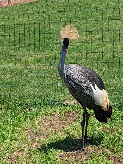 Fort Chiswell Animal Park