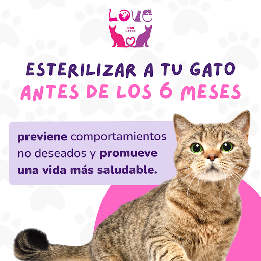 CEME Gatos Xoco