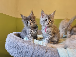 Photo n°21 de Psv-pl elevage Maine Coon/Westie et pension chien chat à Dampierre-sur-Avre (Garde d'animaux de compagnie)