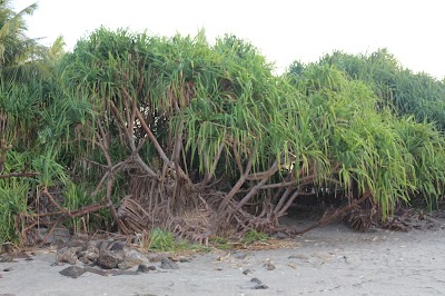 Photos of Shaibal Beach Point
