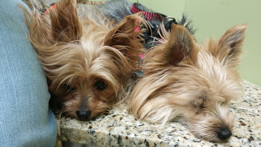 Michigan Avenue Animal Hospital - Thumbnail