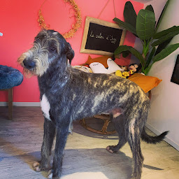 Photo n°8 de Le salon d'izzy, Toilettage Canin Et Félin à Cornebarrieu (Toiletteur)