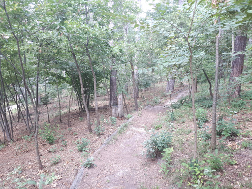 Pineta Di Casina - Thumbnail