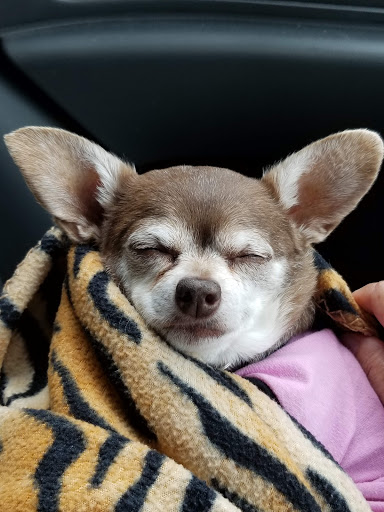 Briar Patch Veterinary Hospital - Thumbnail