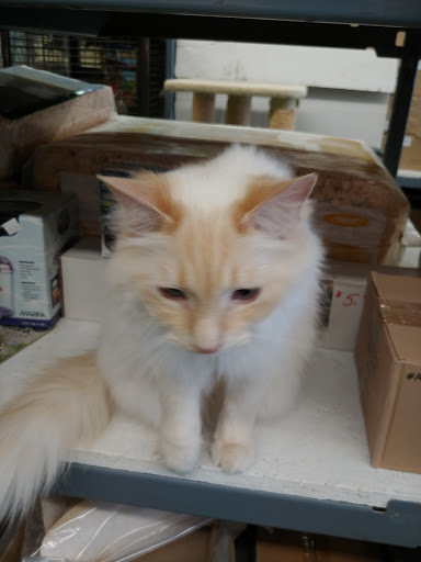 Debye's Pet World - Visual