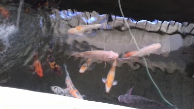 Photos of Restaurante "Mi Ranchito"