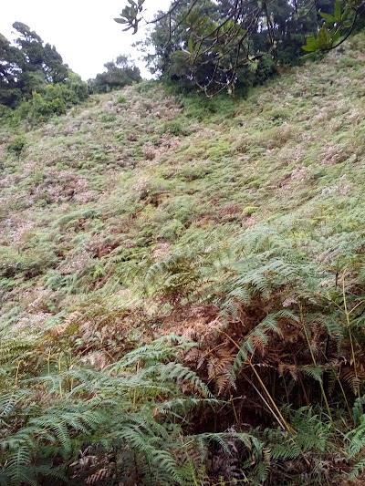 Photos of Zona Protectora Chayote
