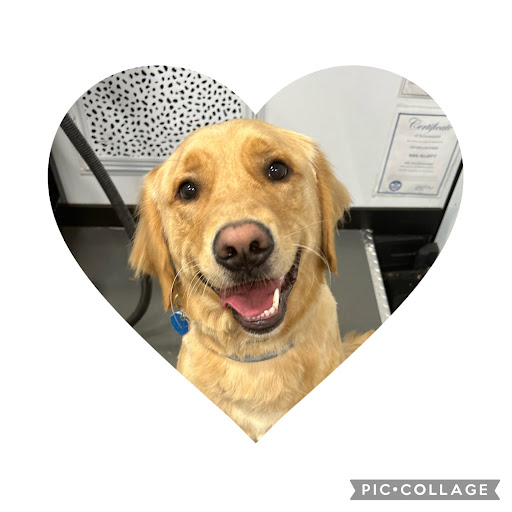 G Mobile Pet Spa