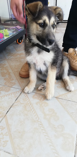 VetLove Veterinaria