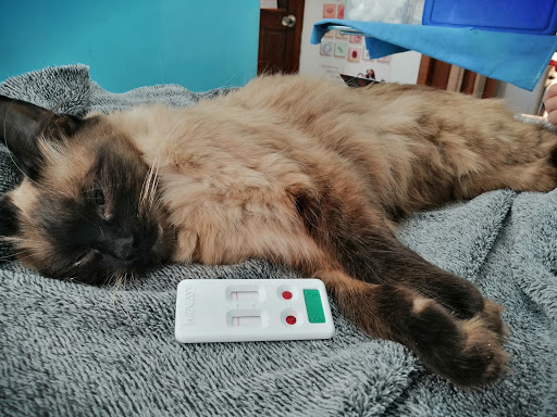 Felin Us Clínica de Medicina Felina