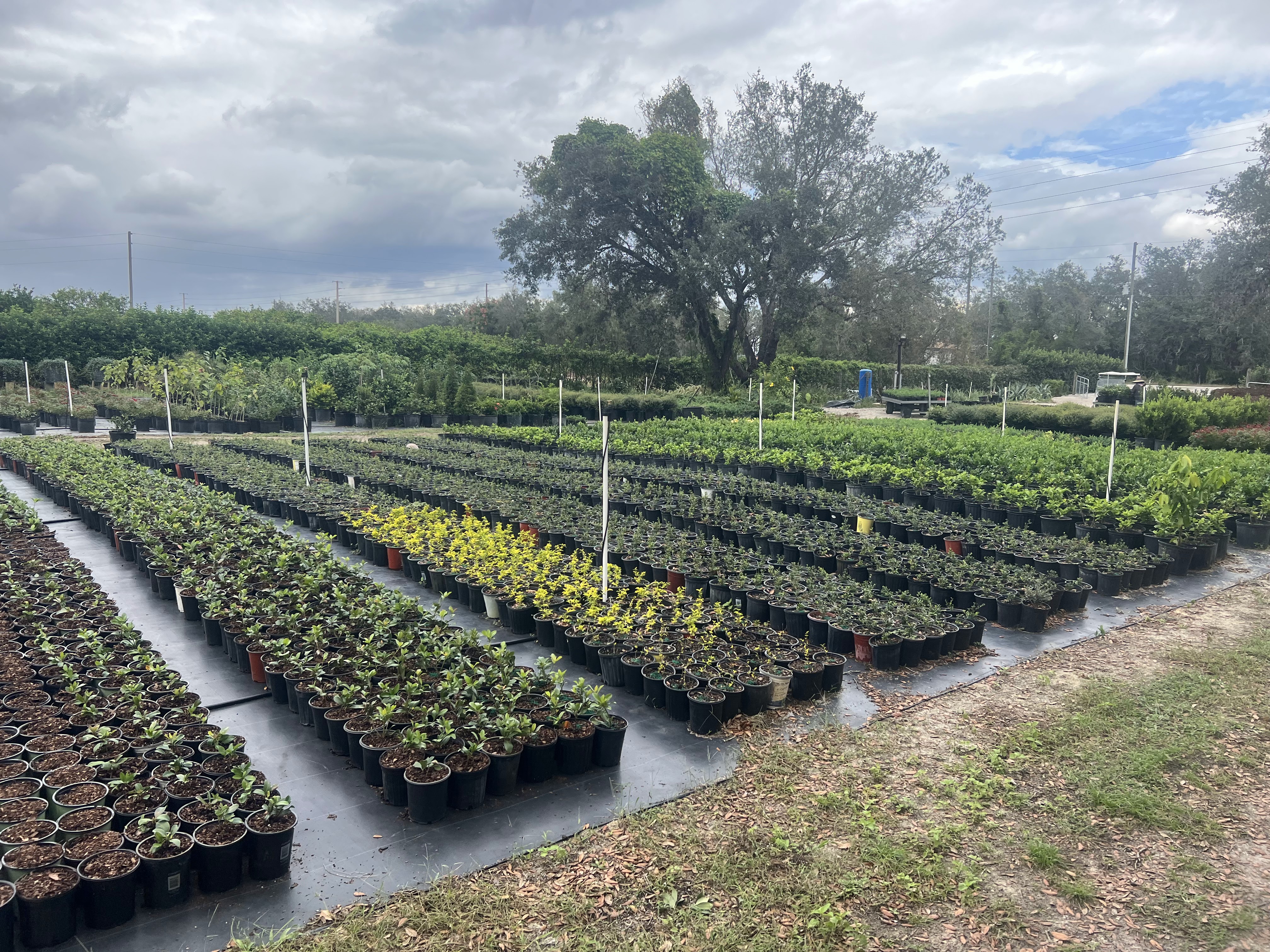 S&V Nursery