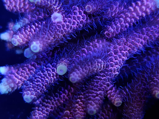 Visual Reef - Visual