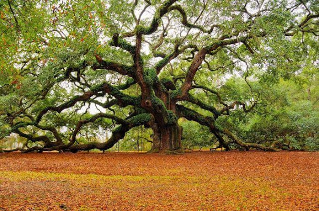 Angel Oak Tree