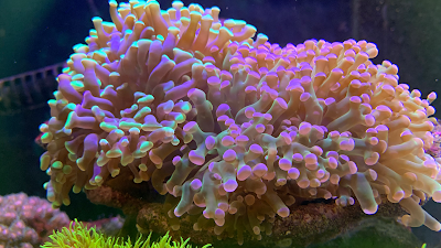 Reef Life Aquariums