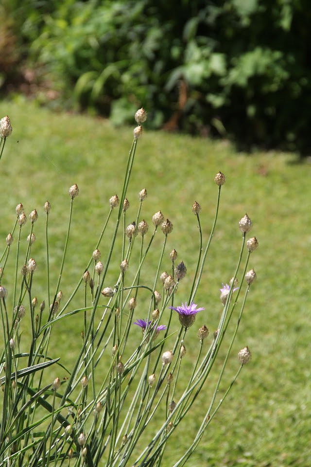 Le Jardin Plume