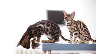 veterinary-care