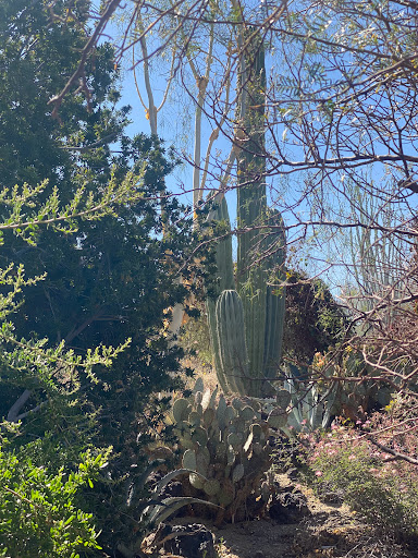 Colorado Desert Garden - Thumbnail