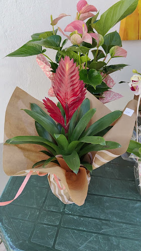 Florista Deolinda - Floricultura