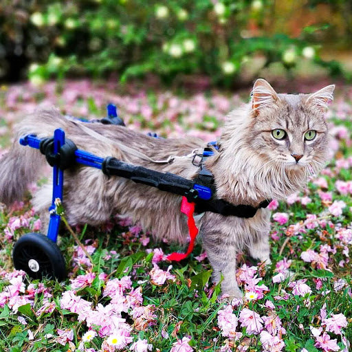 Walkin' Pets