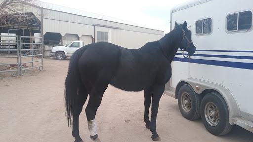Ackerman Performance Horses - Visual