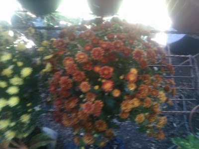 Photos of Karang Anyar Florist