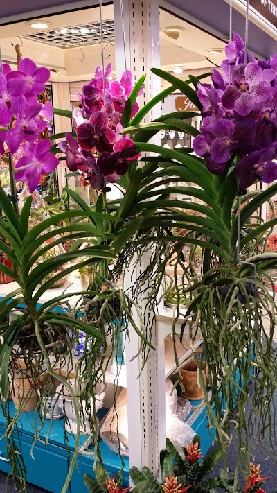 Ideal Orchids