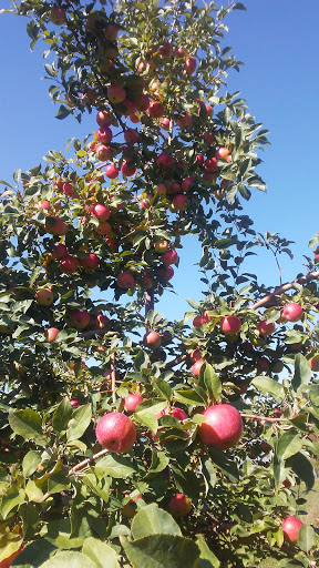 Circle B Farms - Thumbnail