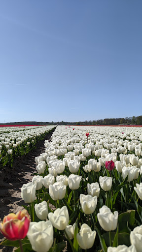 Tulpenfeld Vordorf - Meine - Thumbnail