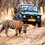 Wildlife Excursion - The Wildlife Safari Tours