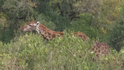 travel-agency