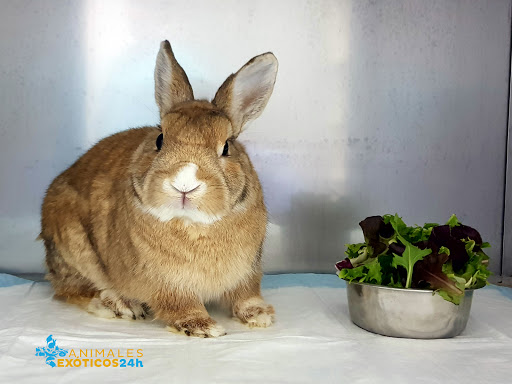 ANIMALES EXÓTICOS 24H - Veterinarios especialistas