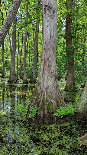 Cypress Swamp - Thumbnail