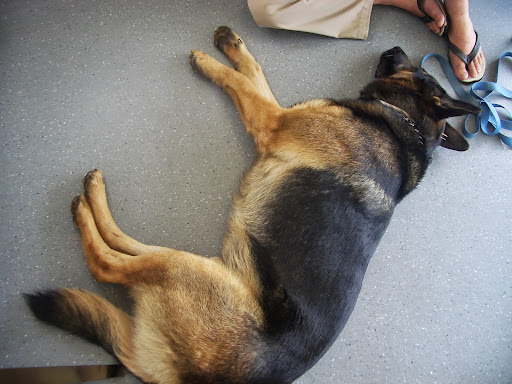 Maple Street Vet Gallery - Australia