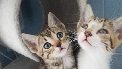 Les Chats Raphaelois