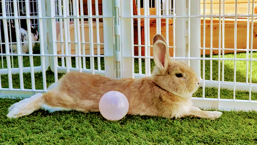 Rabbit Rescue Sanctuary & Rabbit Adoption Centre The Rabbit Sanctuary, 59 Tintenbar Rd, Rushforth NSW 2460, Australia
