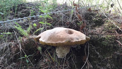 Photos of Veterinarska stanica Vitez