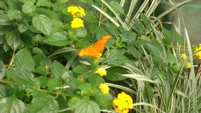 Photos of Butterfly Kingdom