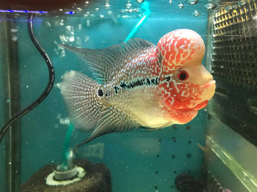 [神彩飛揚水族 水族店的外部或內部照片]