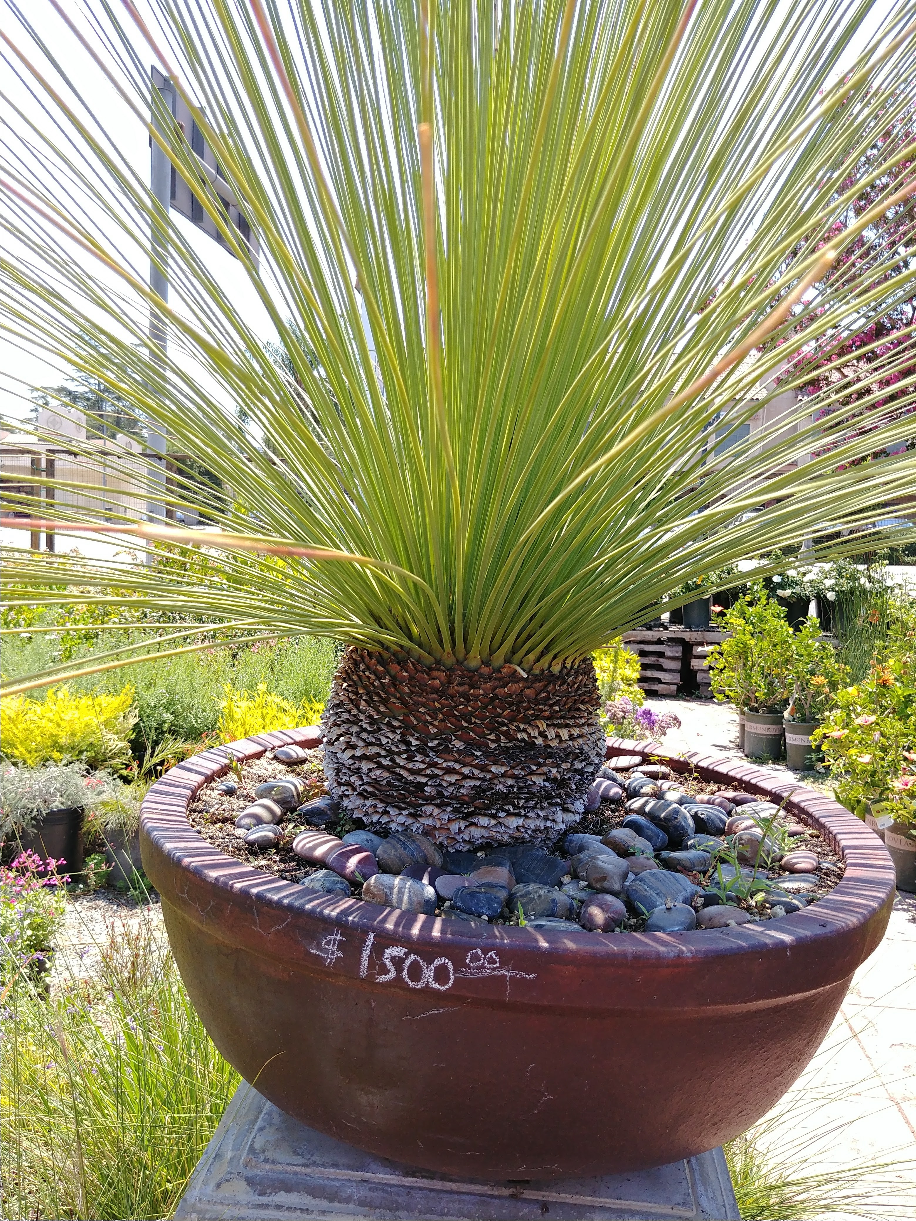 West Valley Nursery