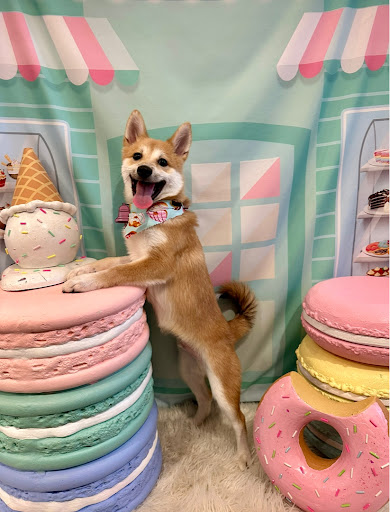 Pampered Pooch Grooming & Boutique - Thumbnail