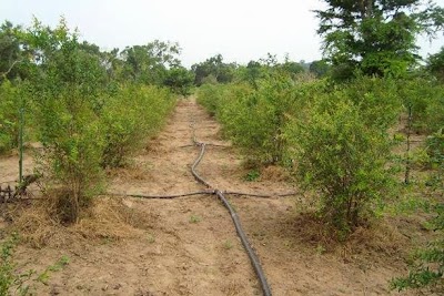 Photos of Nature's Glory (Pvt) Ltd
