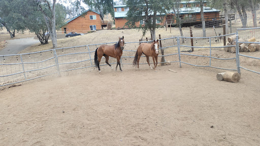 Pitbulls N Ponies - Thumbnail