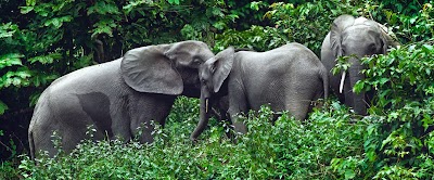 Photos of Conkouati Reserve