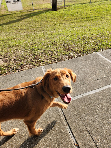 BossDog K9 Dog Training - Thumbnail