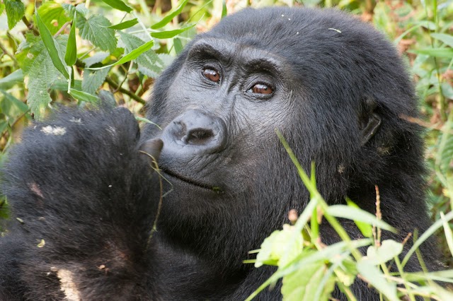 Forêt impénétrable de Bwindi