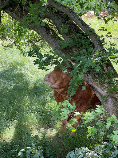 Ankenbergschwinde - Visual